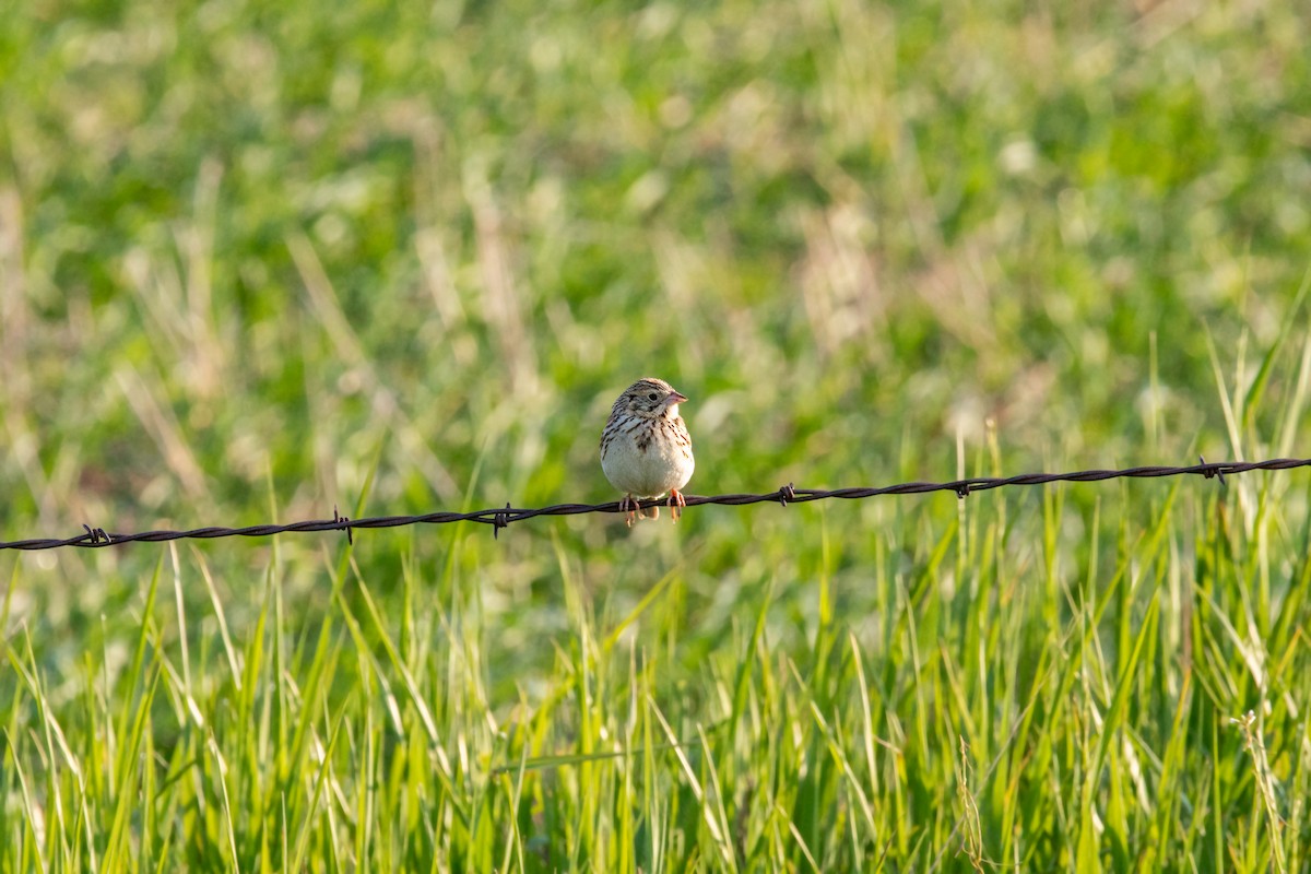 Baird's Sparrow - ML620229249