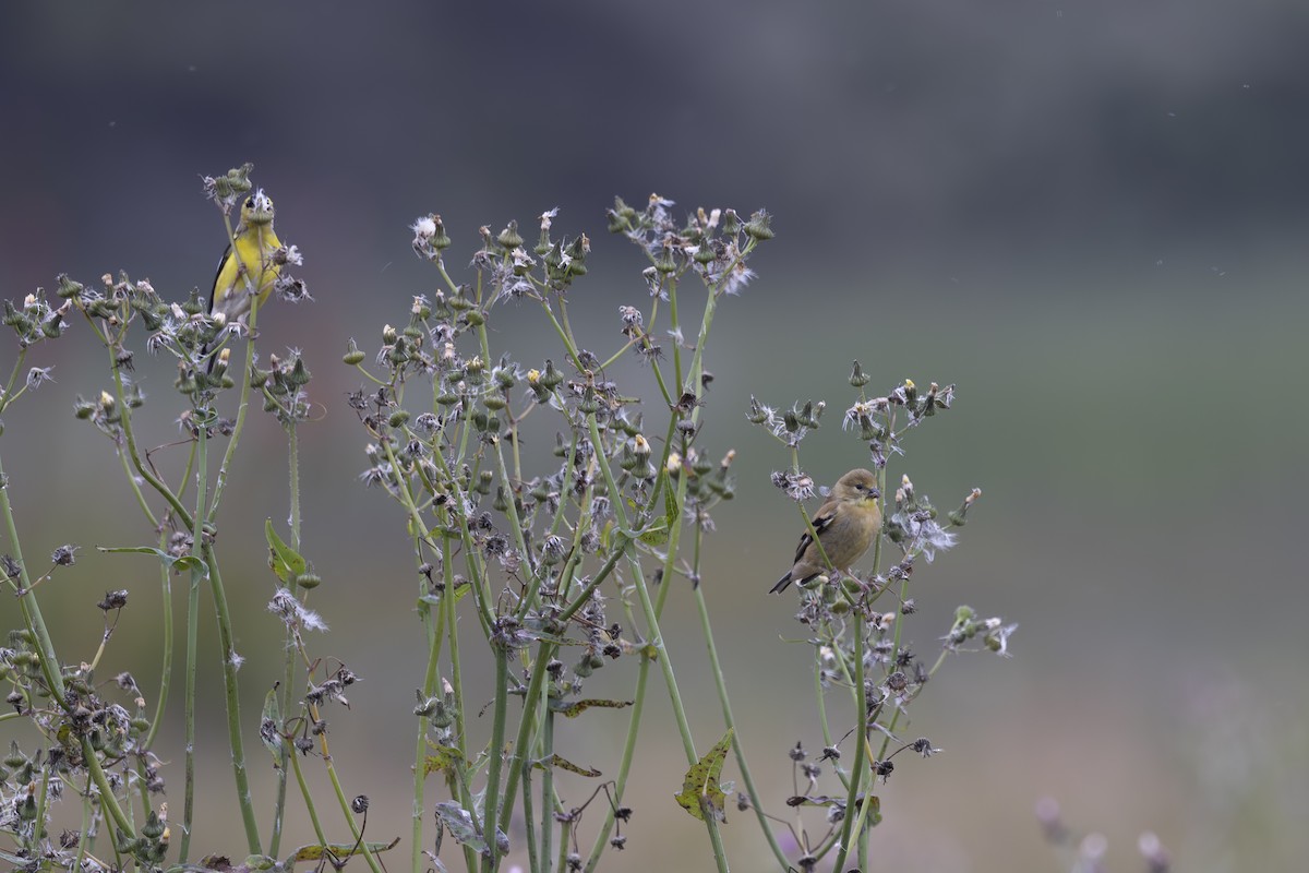 American Goldfinch - ML620229258