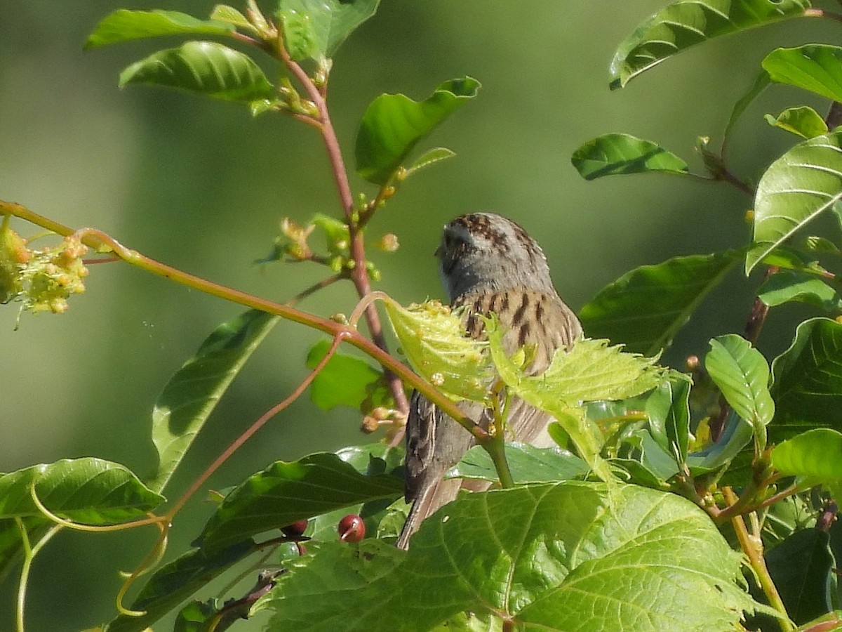 Clay-colored Sparrow - ML620229260