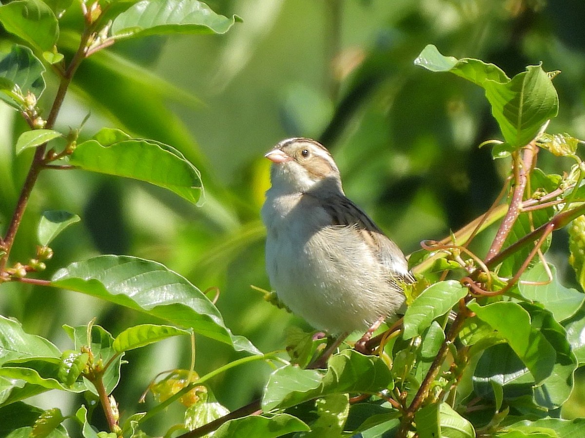 Clay-colored Sparrow - ML620229265