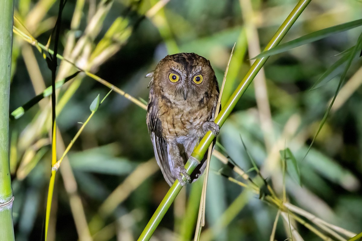 Wetar Scops-Owl - ML620229266