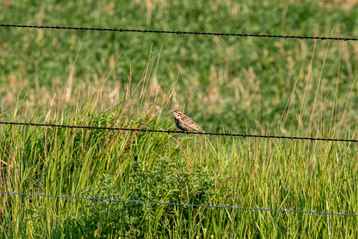 Chestnut-collared Longspur - ML620229268