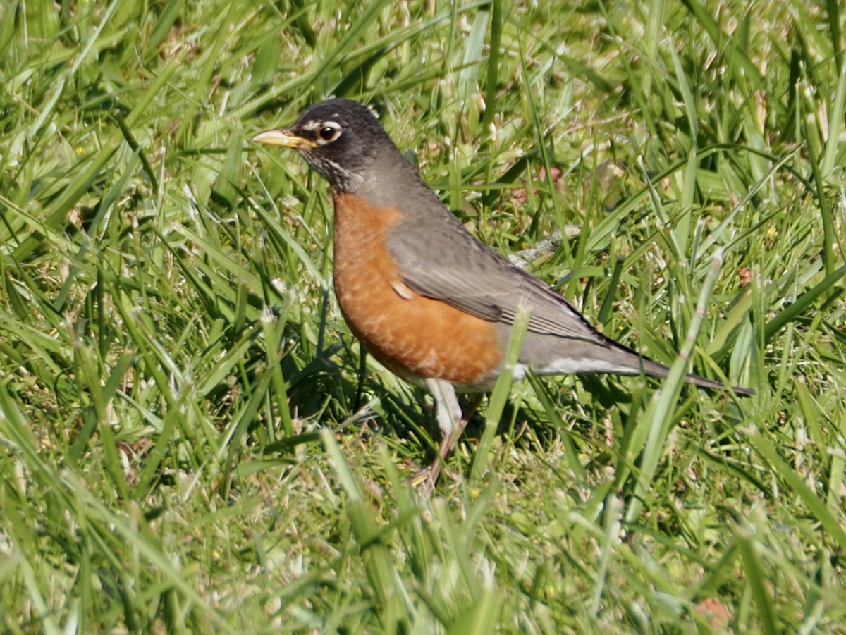 American Robin - ML620229271