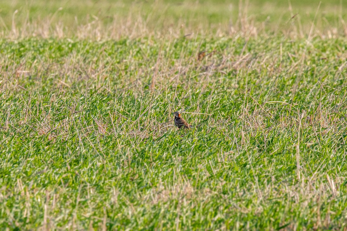 Chestnut-collared Longspur - ML620229273