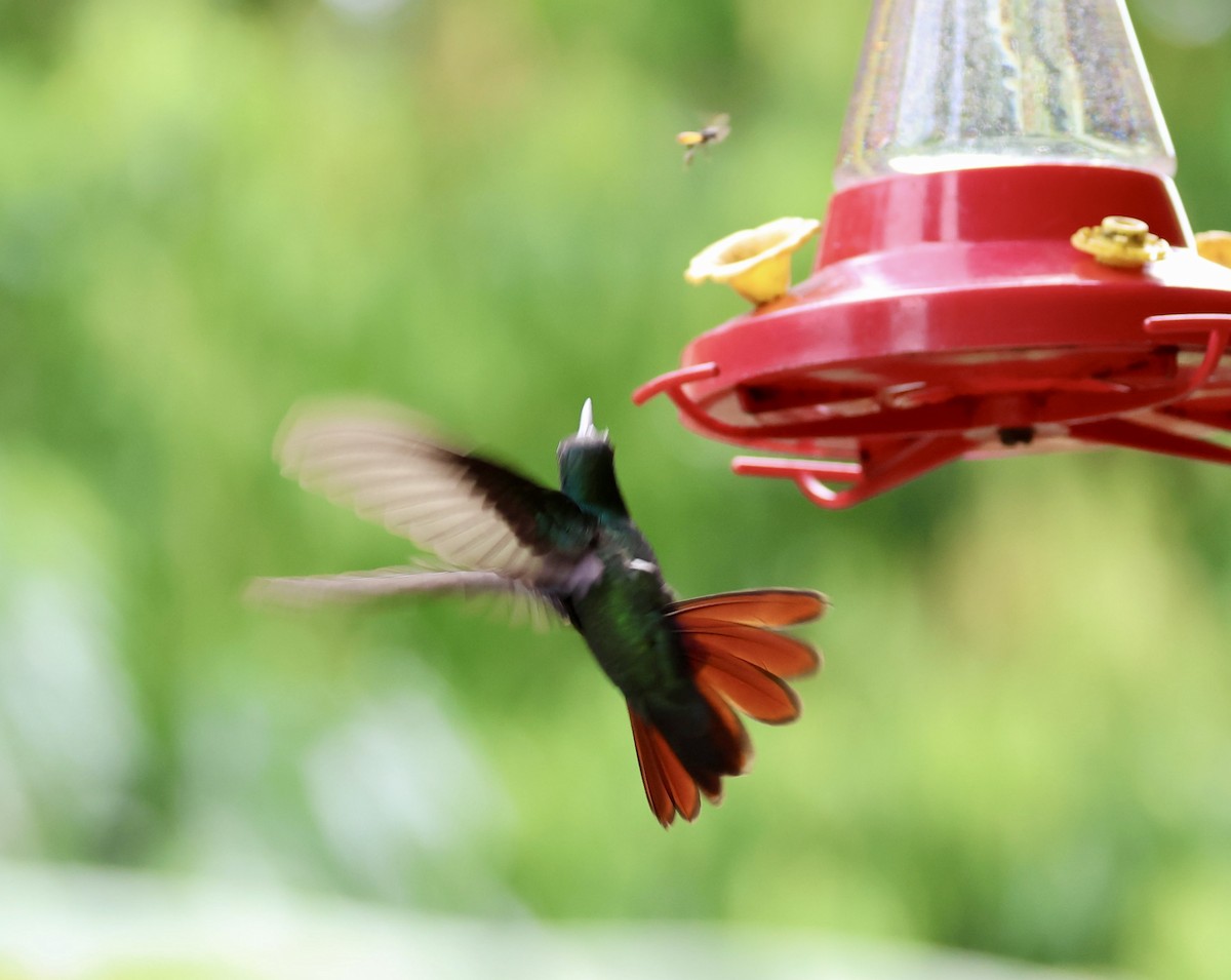 Rufous-tailed Hummingbird - ML620229274