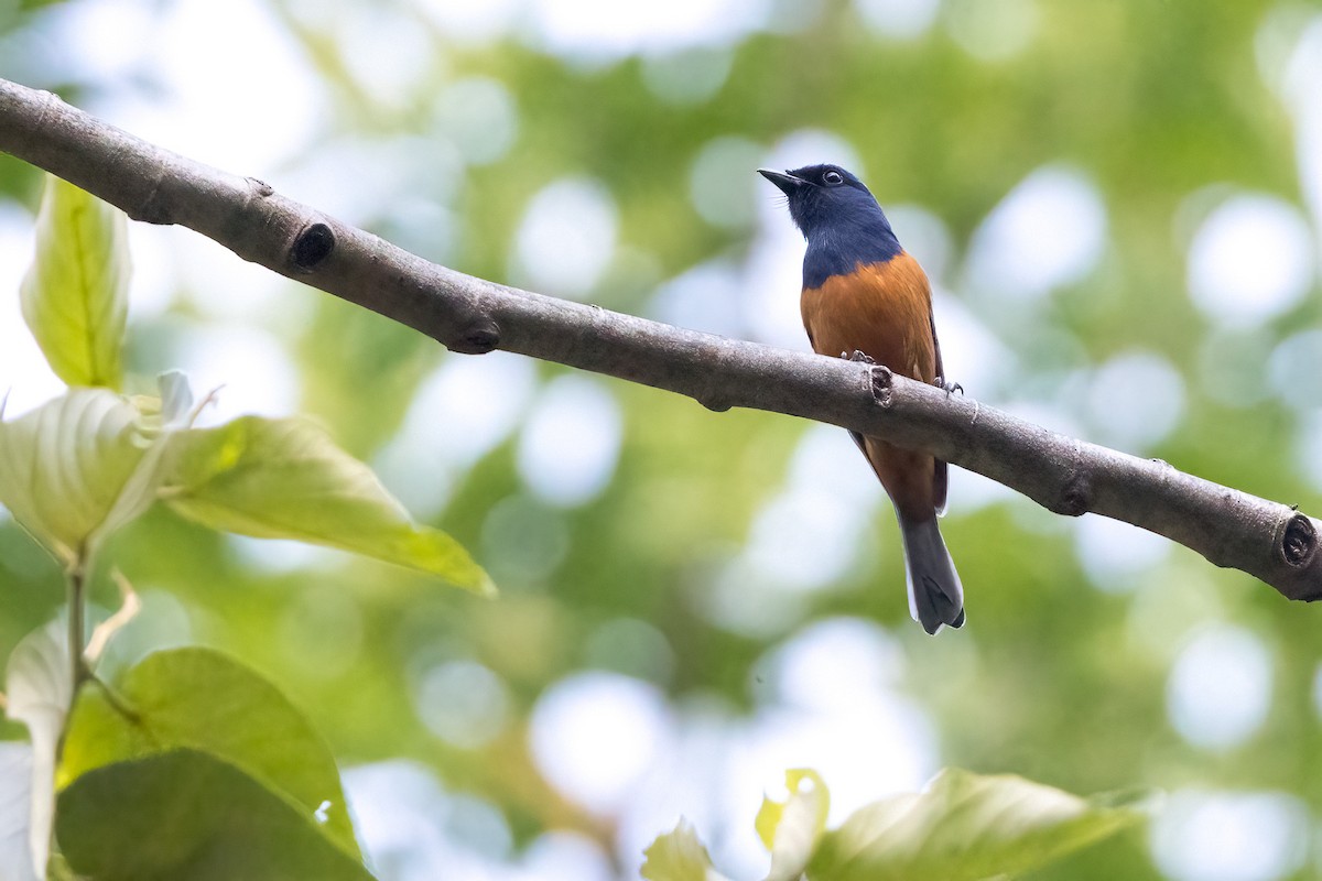 Timor Blue Flycatcher - ML620229276