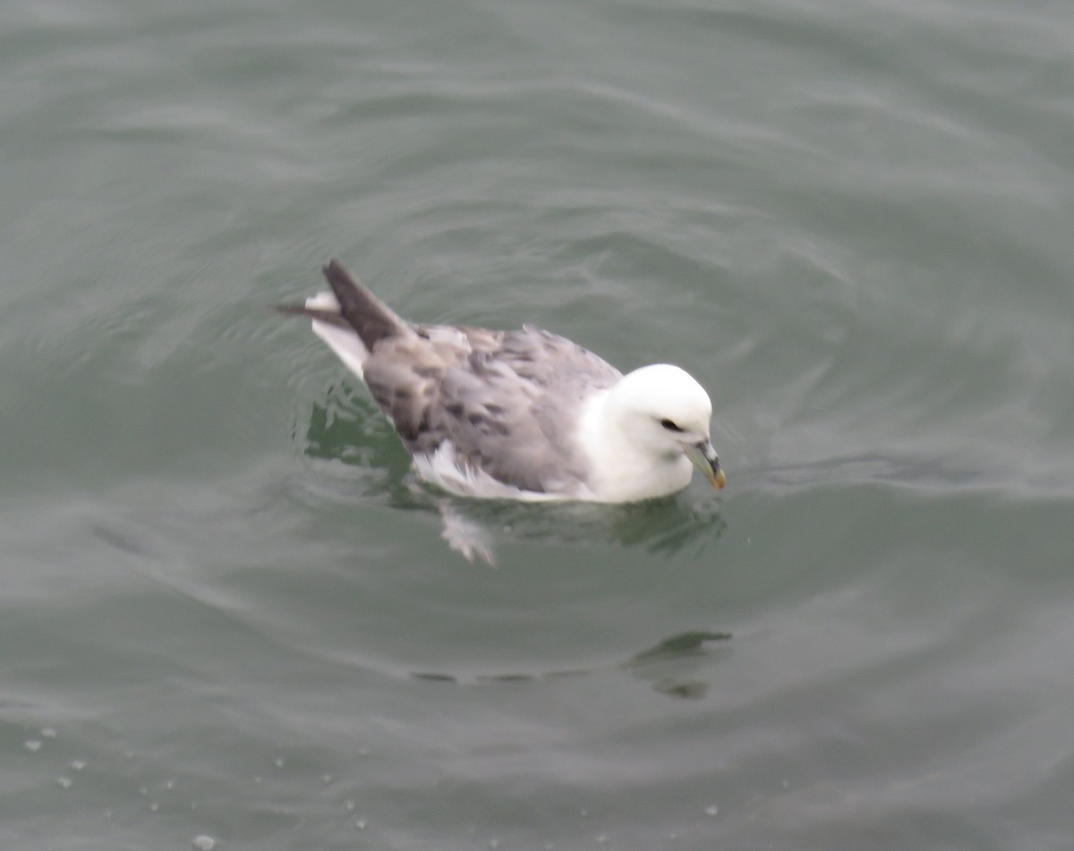 Northern Fulmar - ML620229280