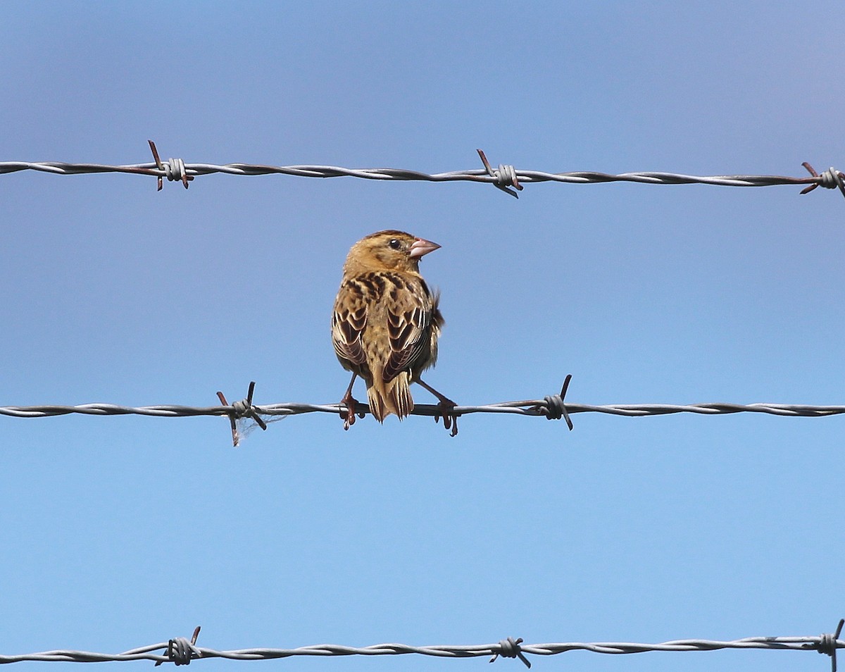 Grasshopper Sparrow - ML620229294