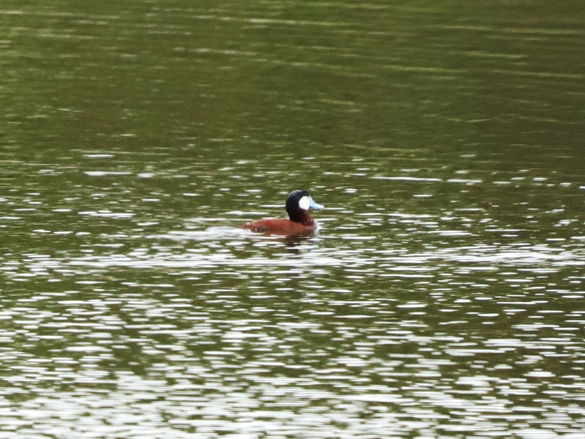 Ruddy Duck - ML620229301