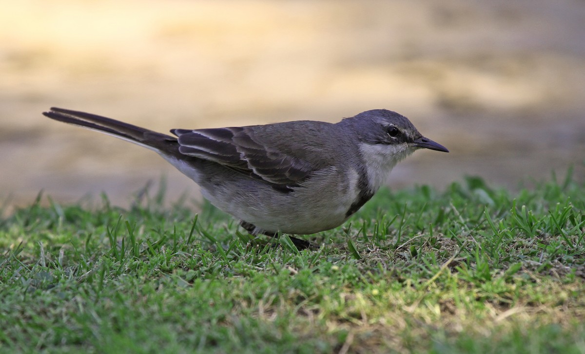 Cape Wagtail - ML620229305