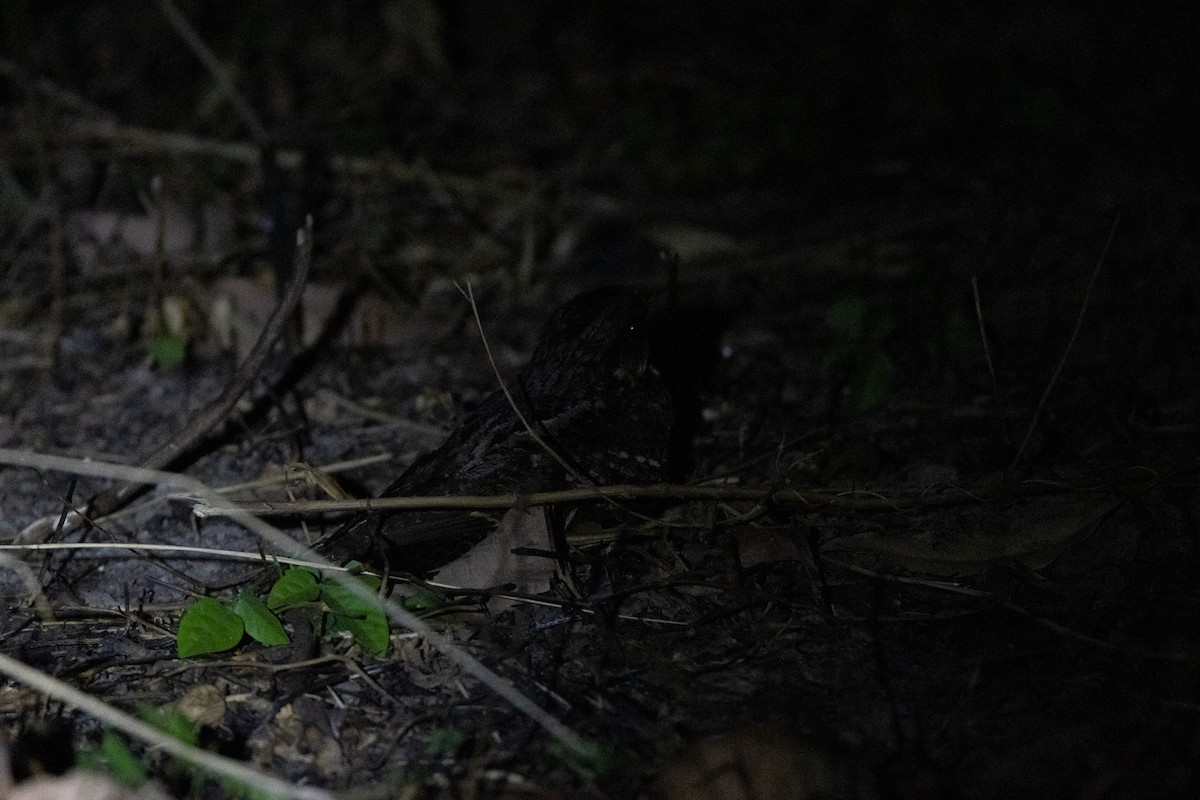 Timor Nightjar (undescribed form) - ML620229308