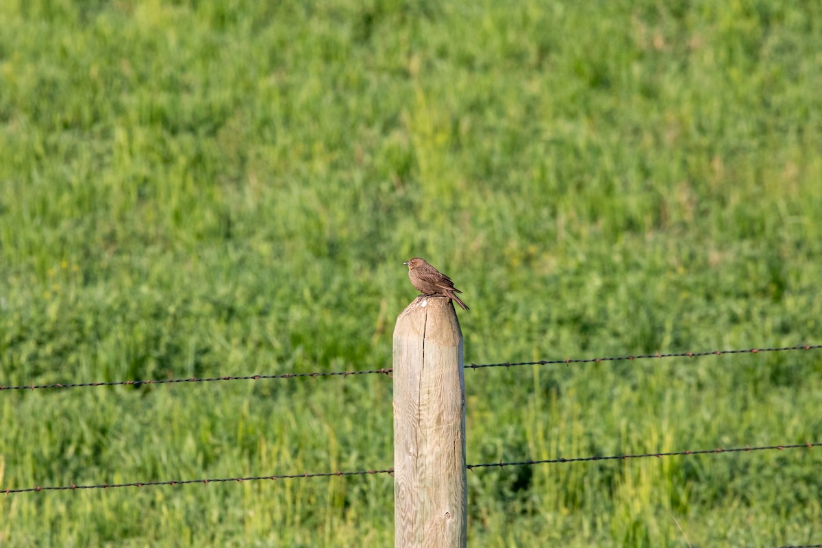 Brown-headed Cowbird - William Clark