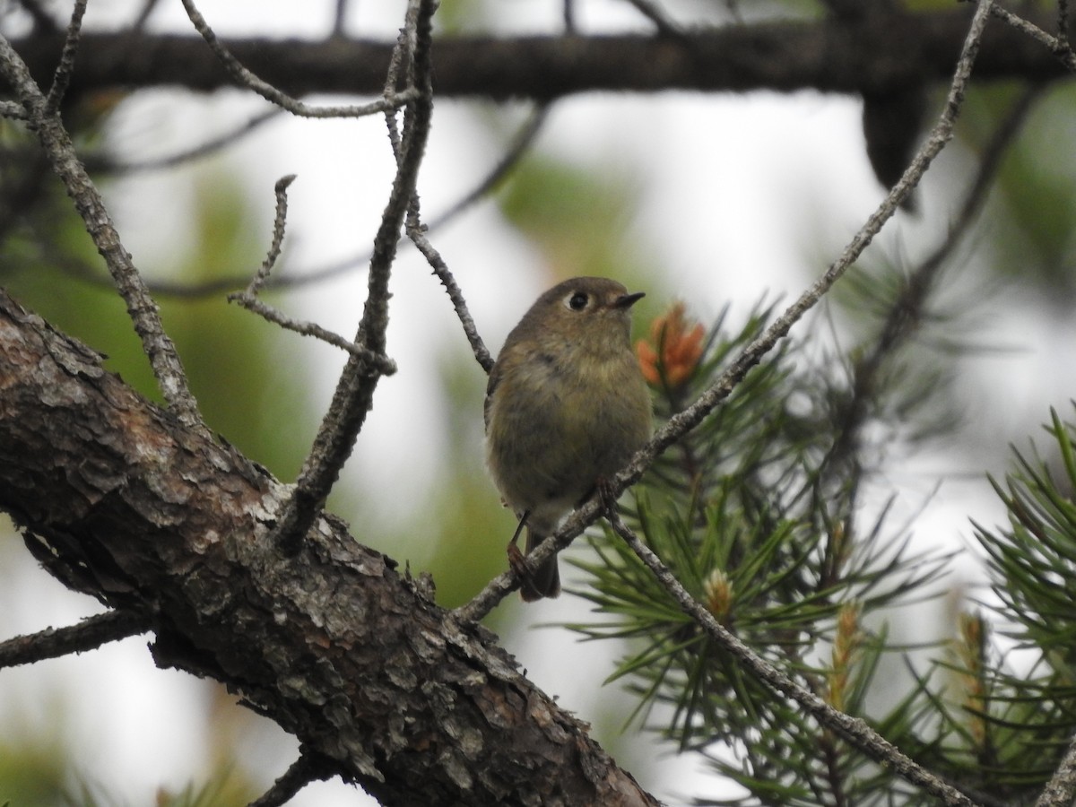 Ruby-crowned Kinglet - ML620229316