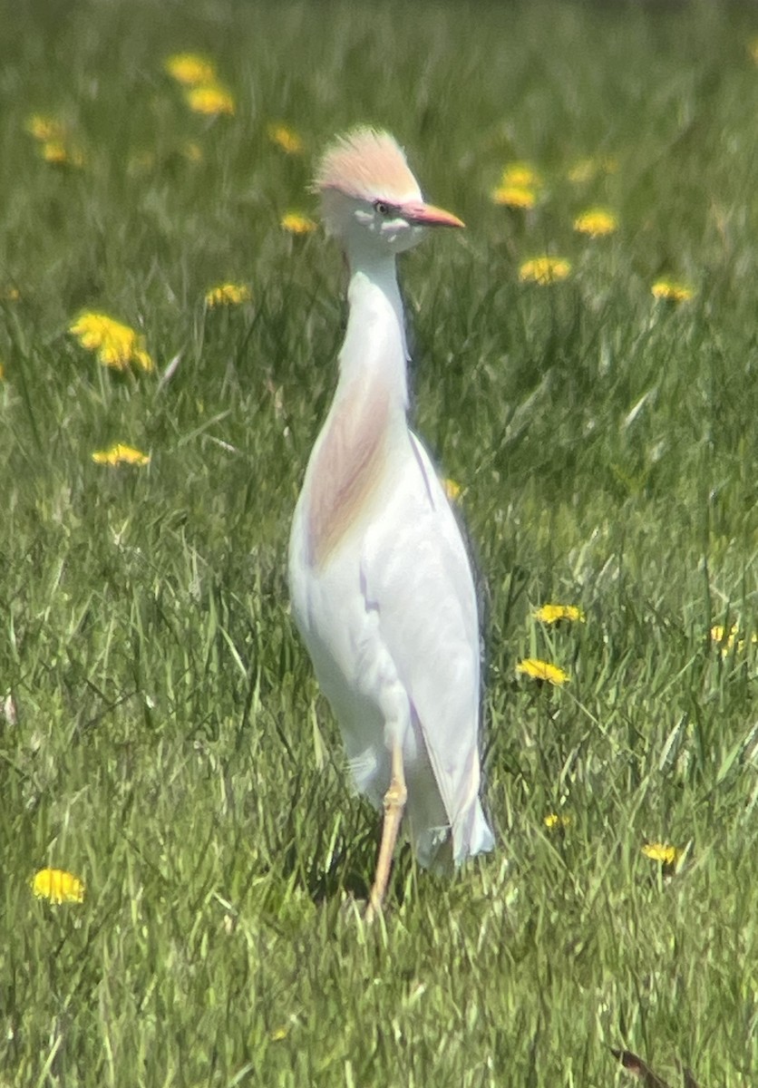 Western Cattle Egret - ML620229323