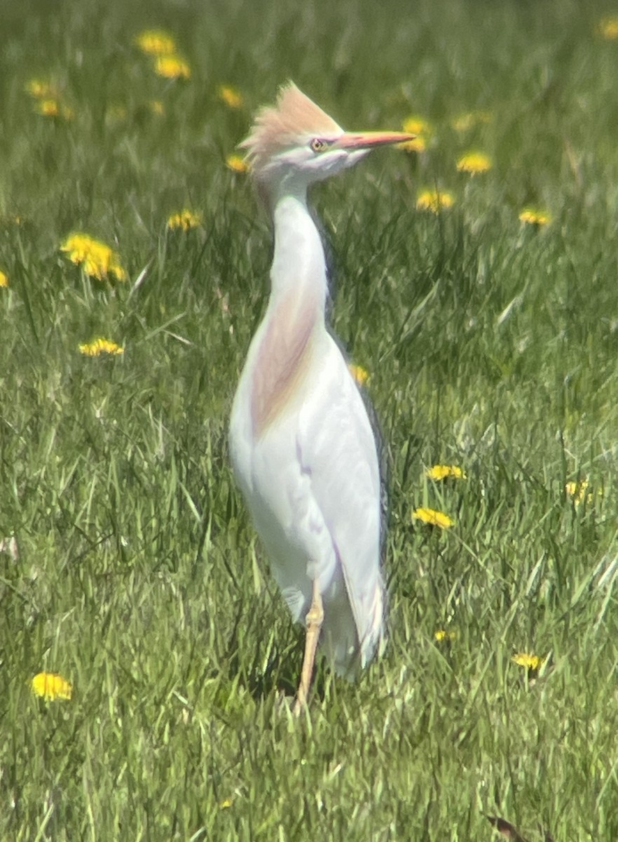 Western Cattle Egret - ML620229324