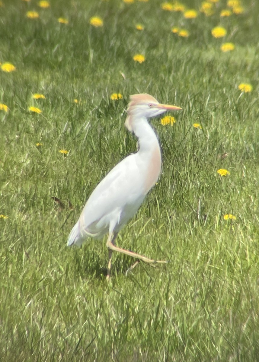 Western Cattle Egret - Karina Rathmell