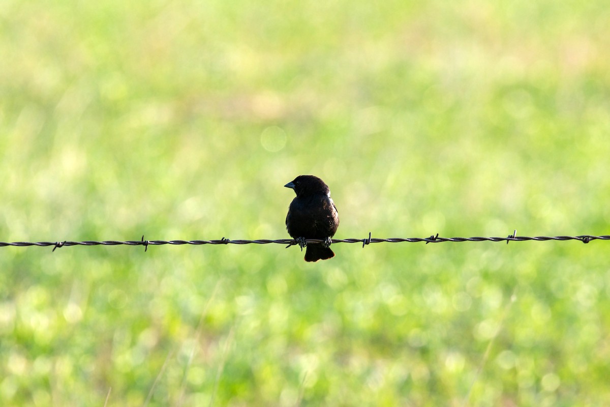 Brown-headed Cowbird - ML620229326