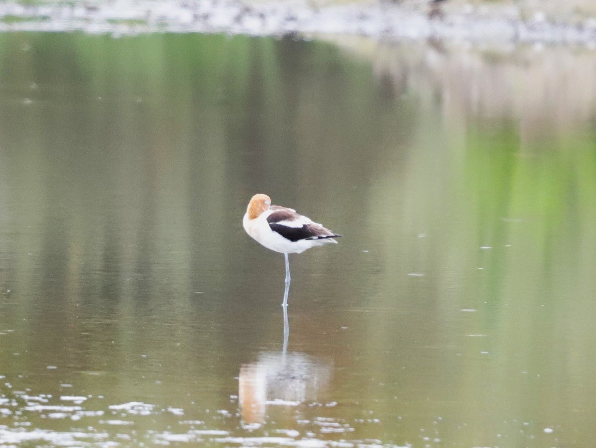 Avocette d'Amérique - ML620229330