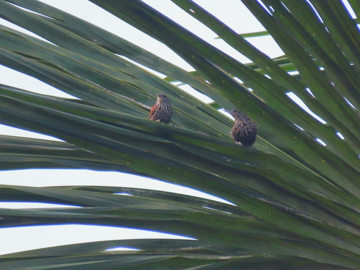 Berlepschia des palmiers - ML620229331