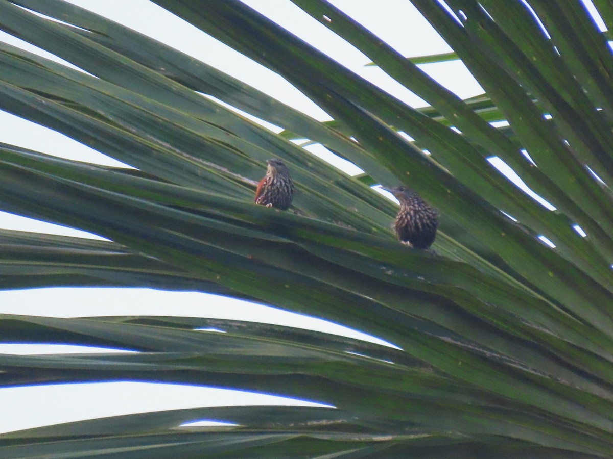 Point-tailed Palmcreeper - ML620229331