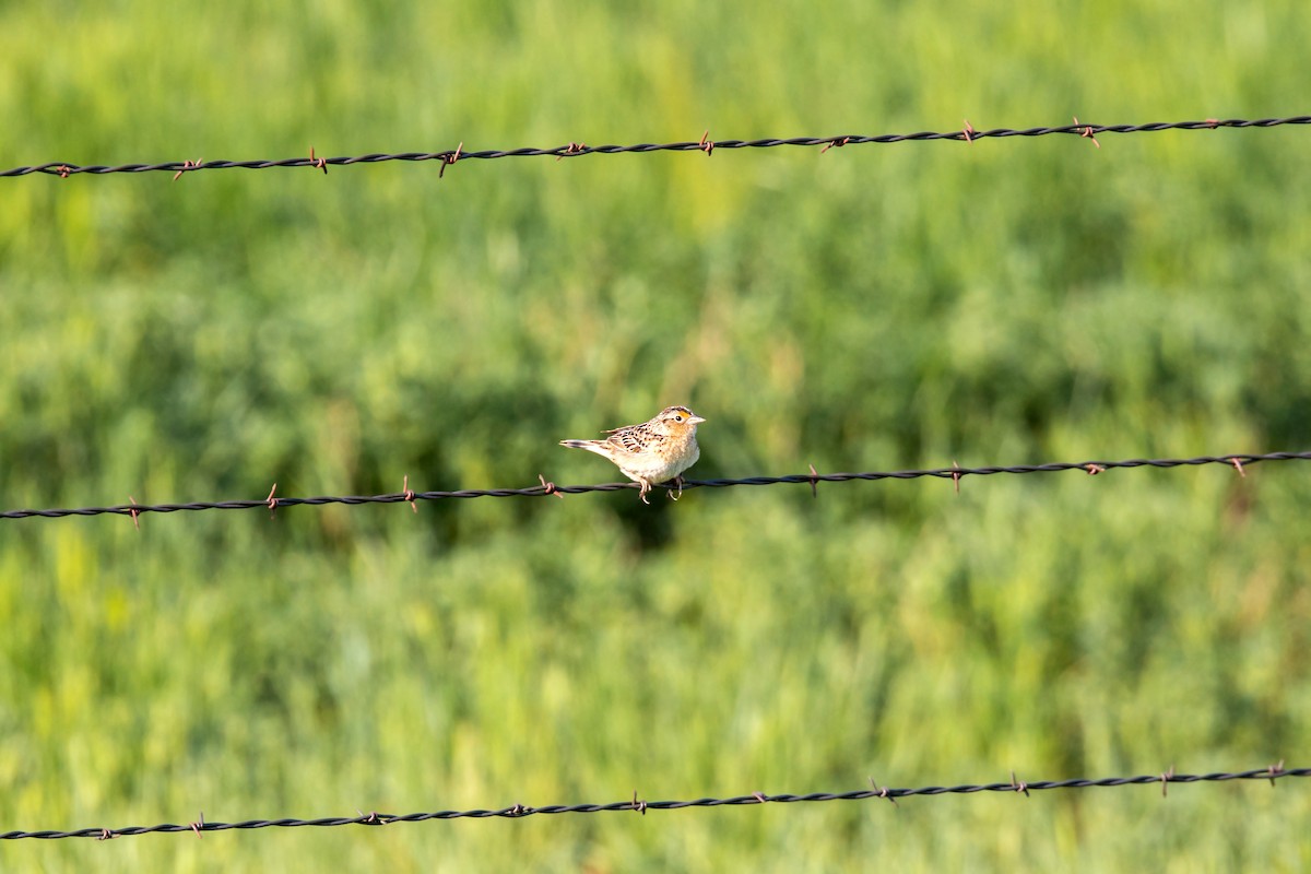 Grasshopper Sparrow - ML620229334