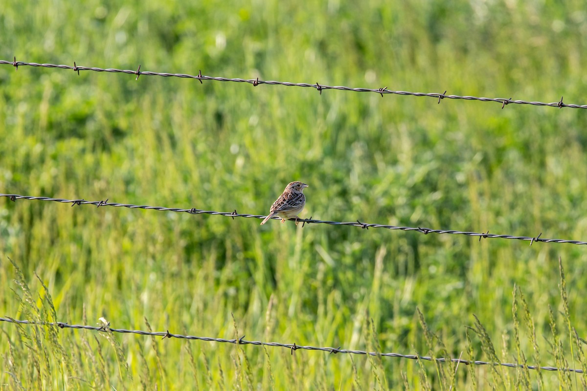 Grasshopper Sparrow - ML620229335