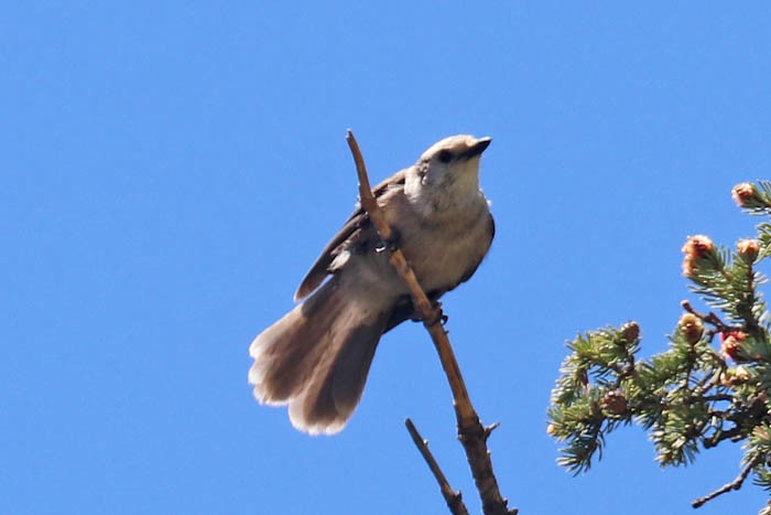 Canada Jay - ML620229337