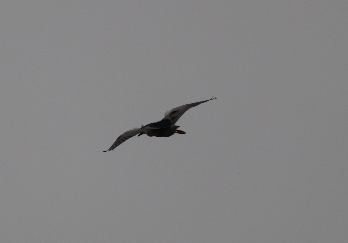 Black-crowned Night Heron - ML620229339