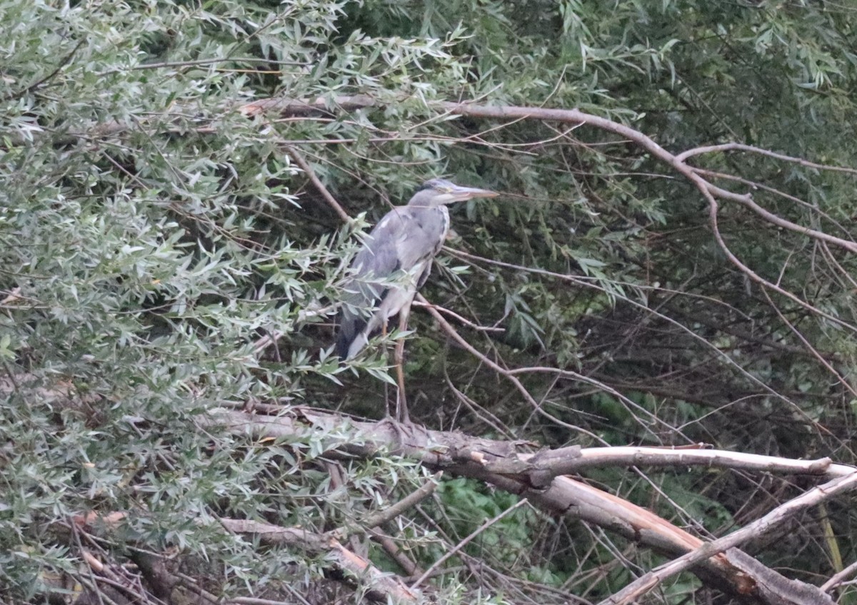 Black-crowned Night Heron - ML620229341