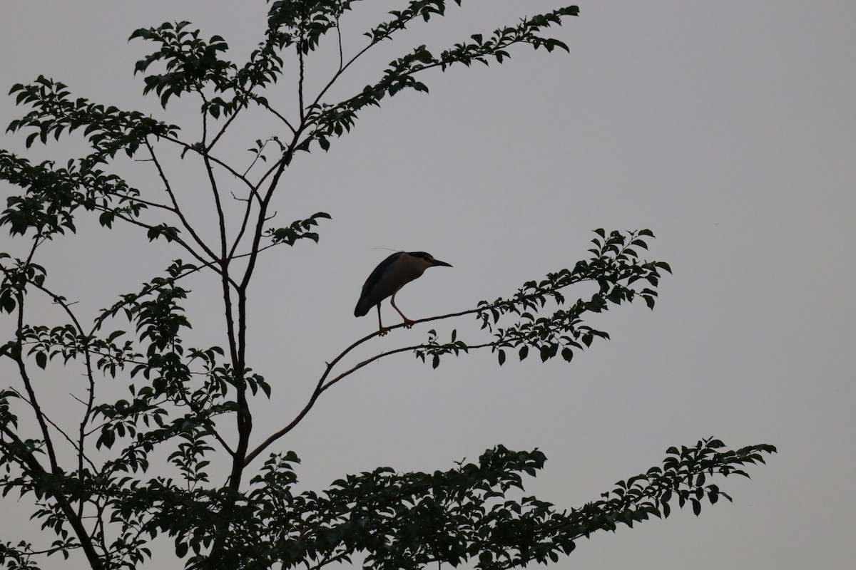 Black-crowned Night Heron - ML620229342