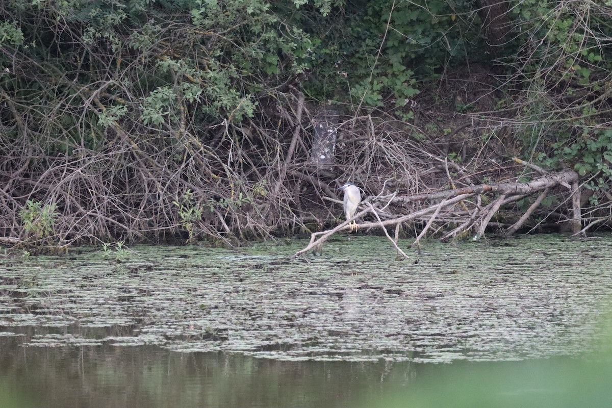 Black-crowned Night Heron - ML620229343