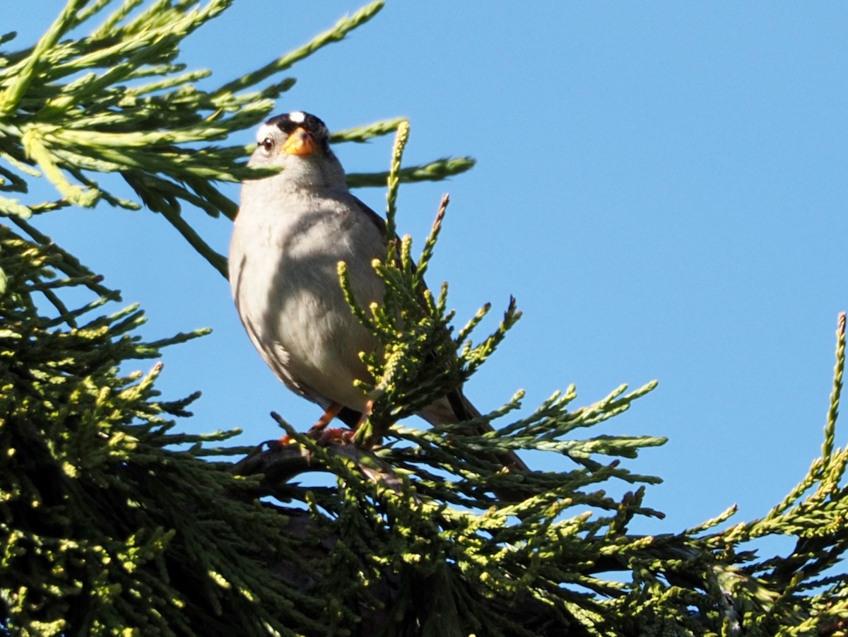 White-crowned Sparrow - ML620229346