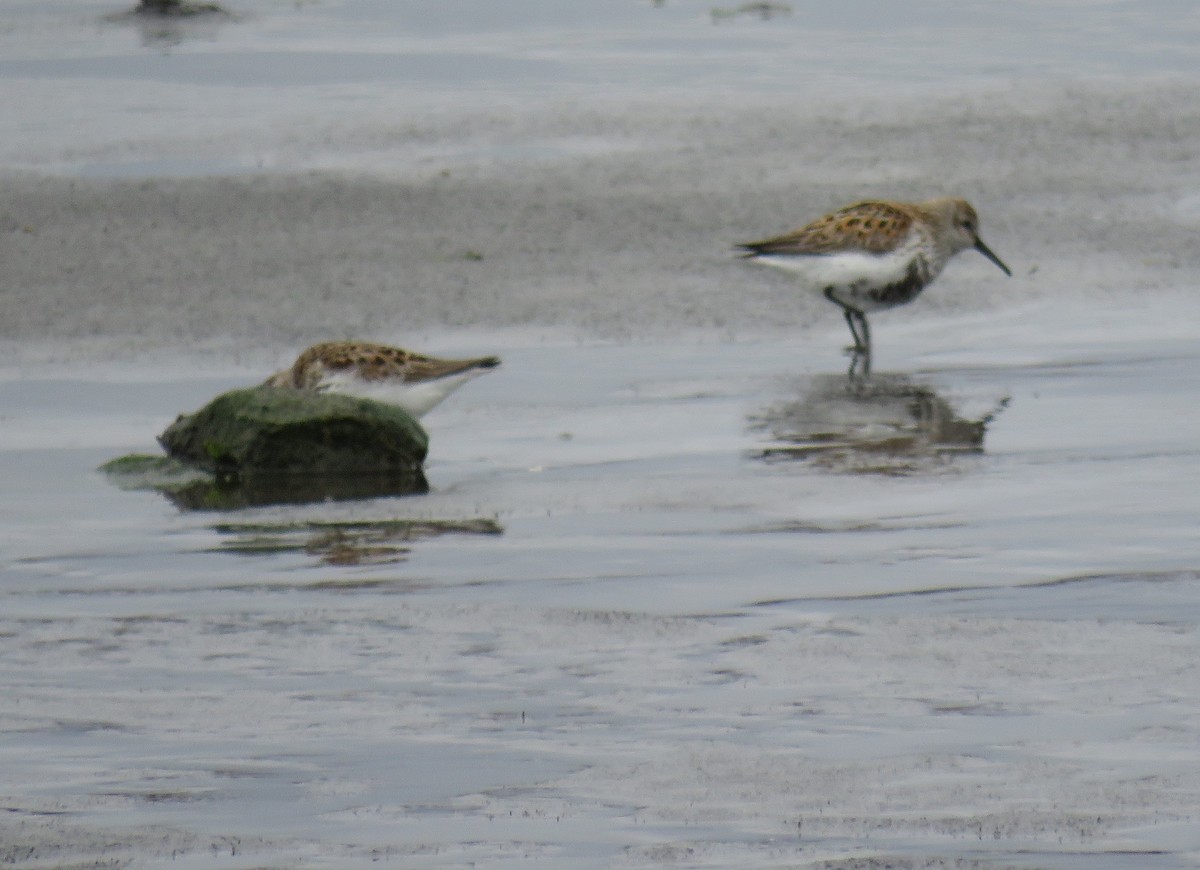 Dunlin - Jesús Ruiz Rodrigo