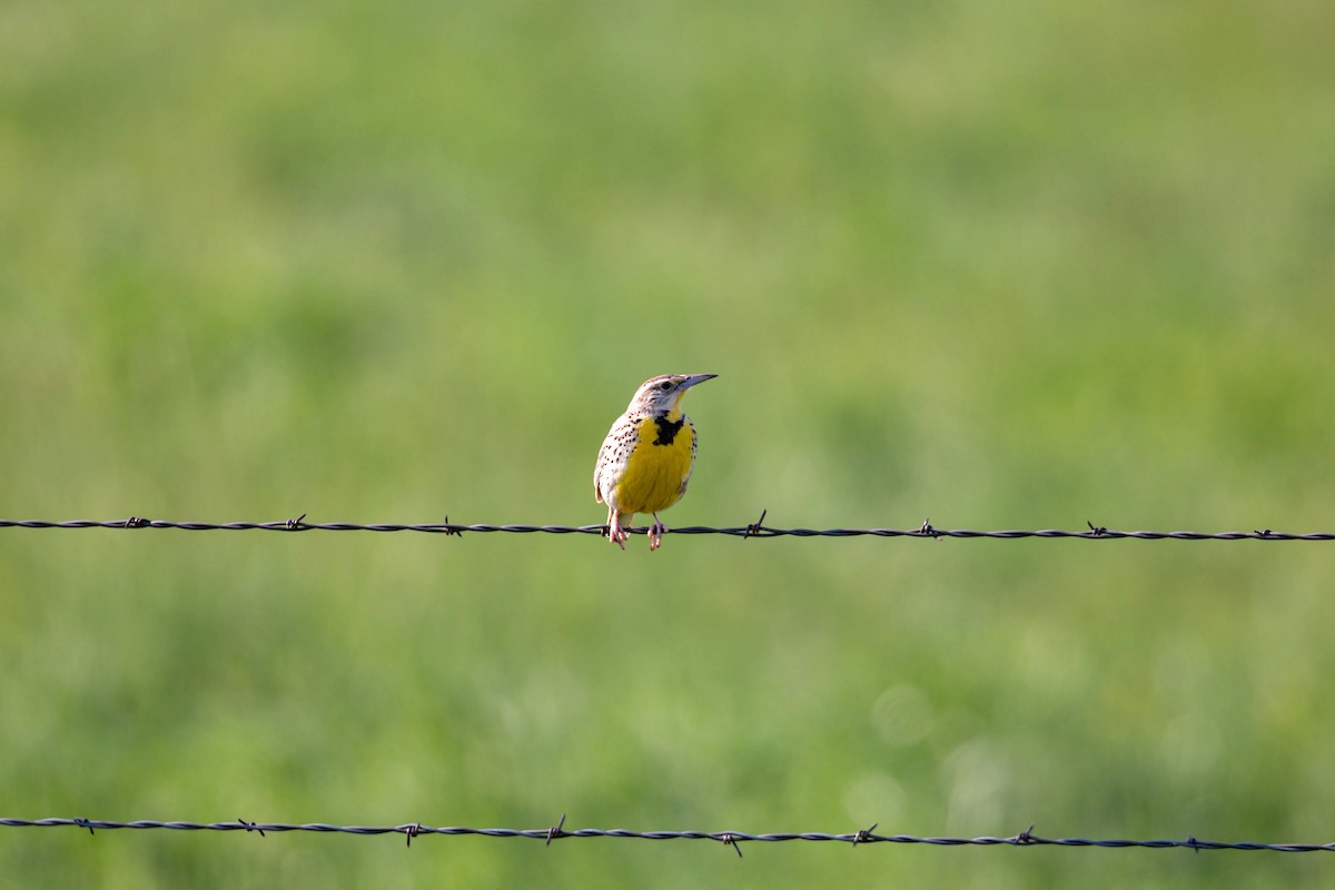 Western Meadowlark - ML620229362