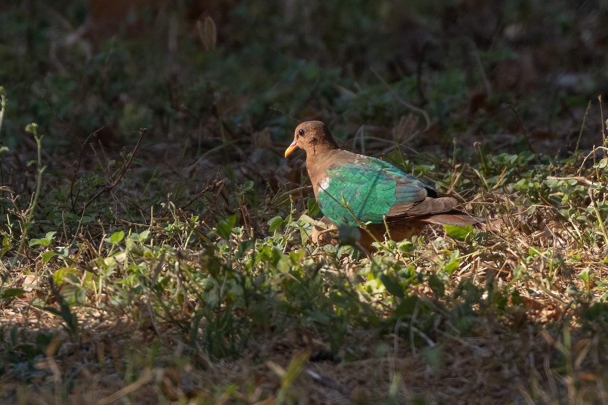 Pacific Emerald Dove - ML620229366