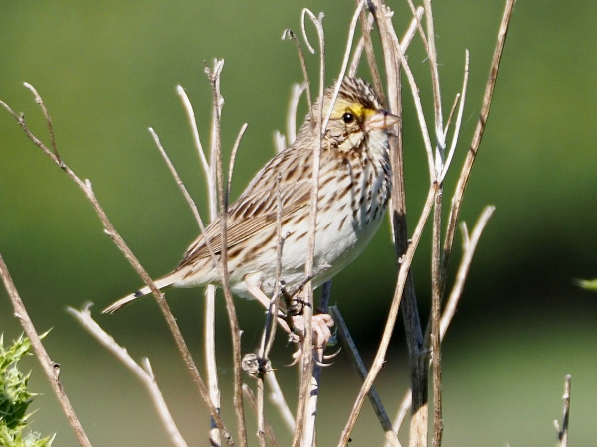 Savannah Sparrow - ML620229373