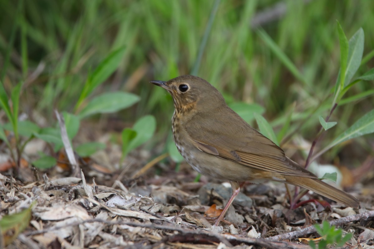 Swainson's Thrush - ML620229378