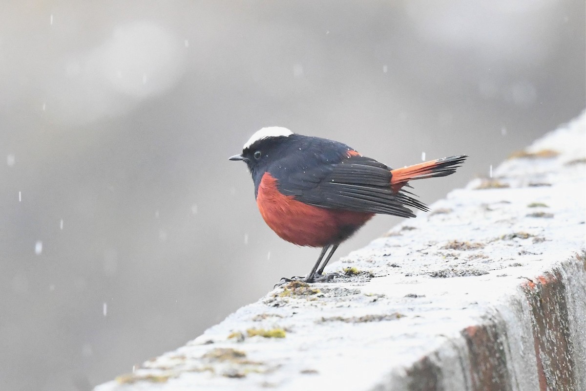 White-capped Redstart - Jerry Chen