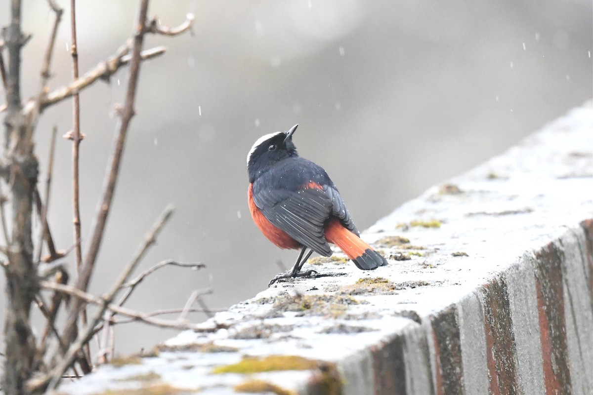 White-capped Redstart - ML620229386