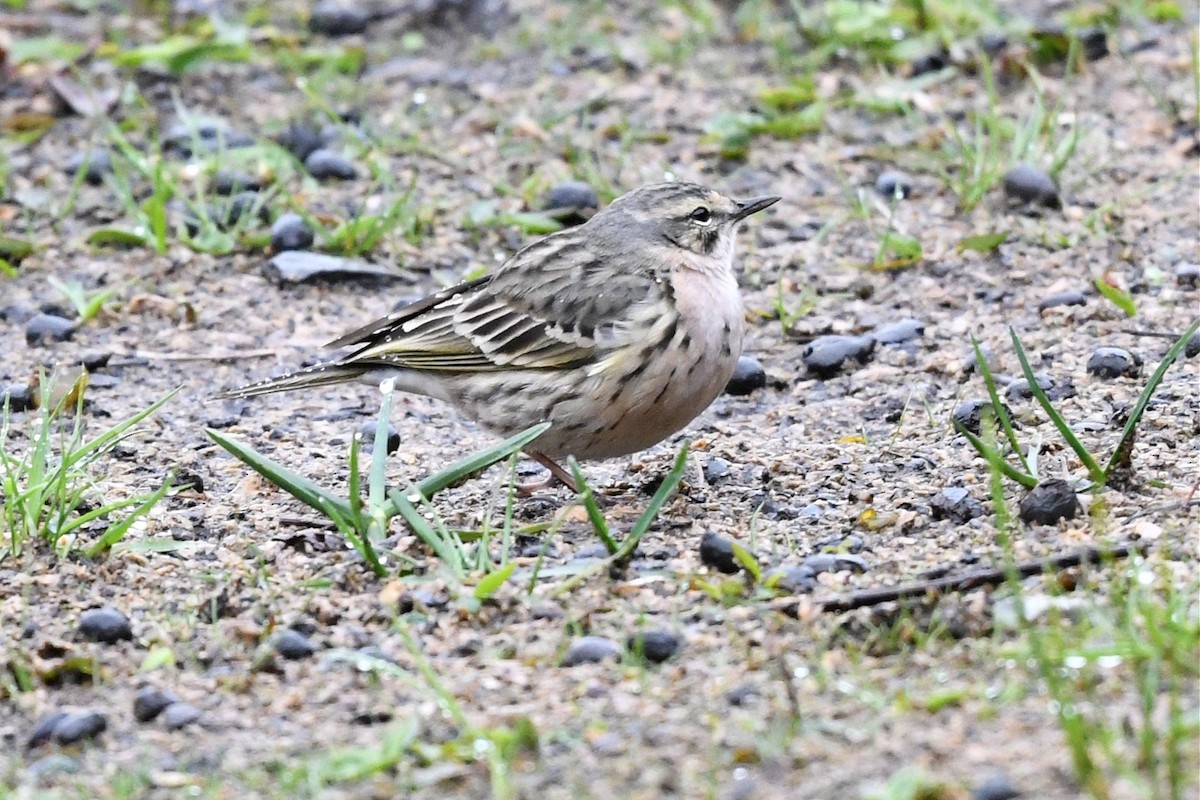 Rosy Pipit - ML620229387