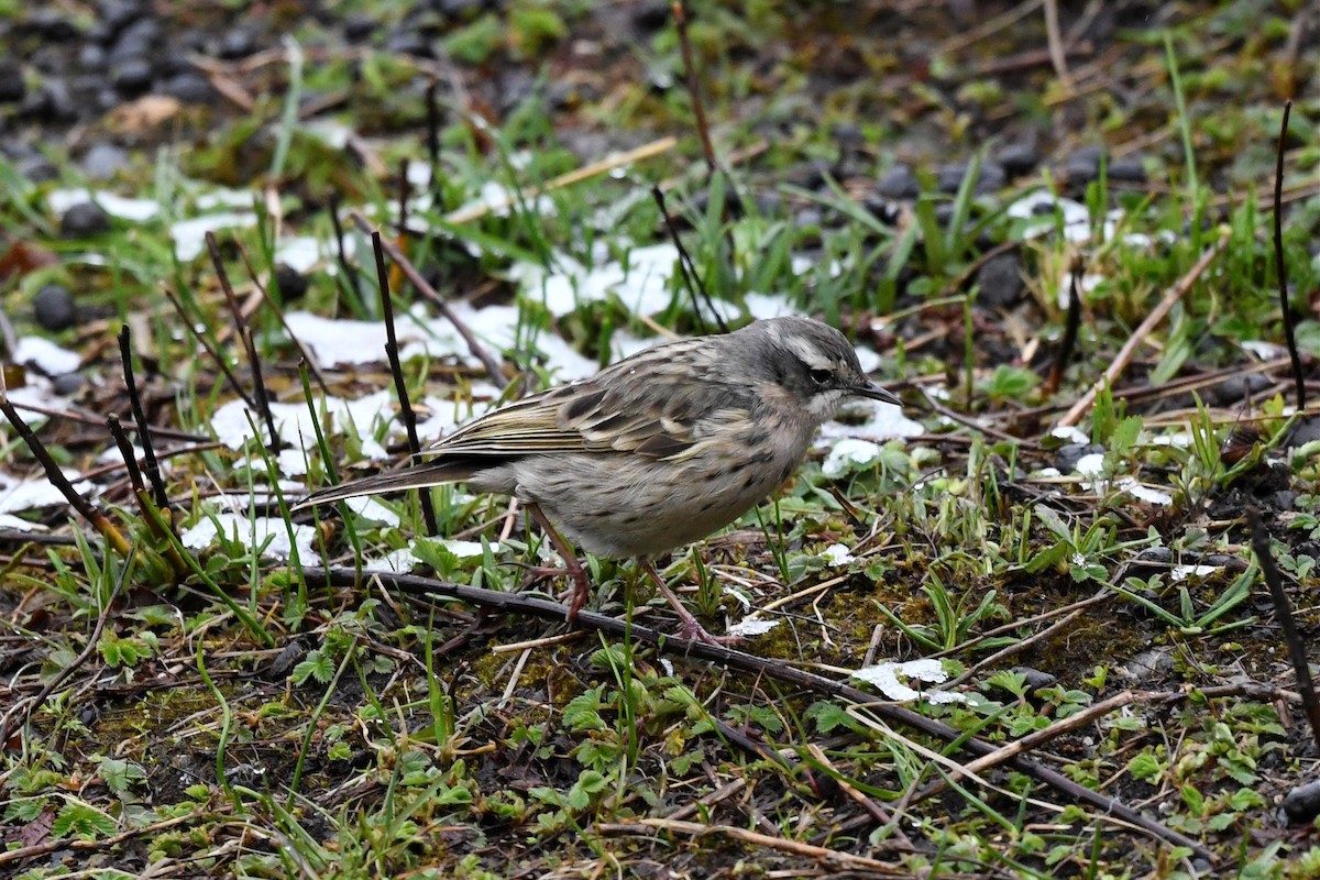 Rosy Pipit - ML620229388