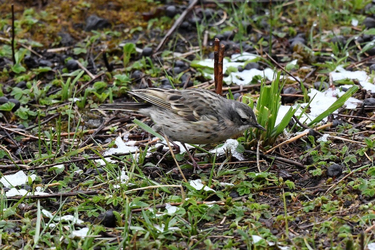 Rosy Pipit - ML620229389