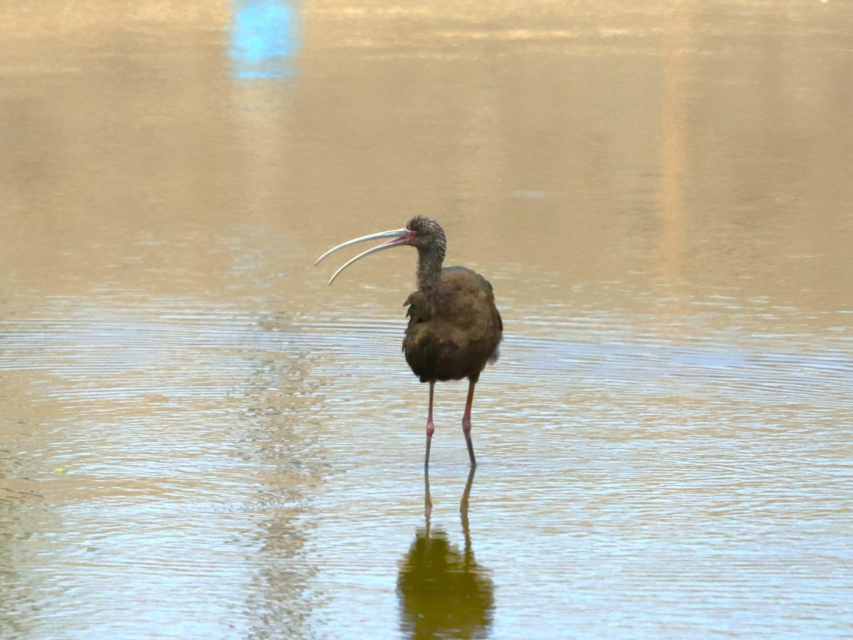 Ibis à face blanche - ML620229390