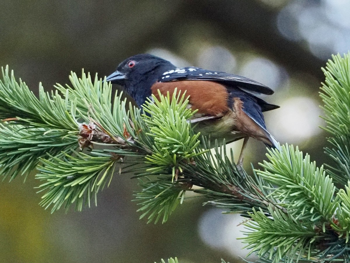 Spotted Towhee - ML620229403