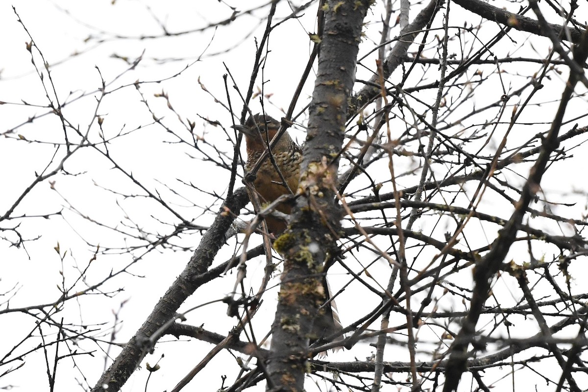 Giant Laughingthrush - ML620229406