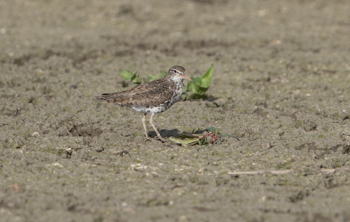 Spotted Sandpiper - ML620229409