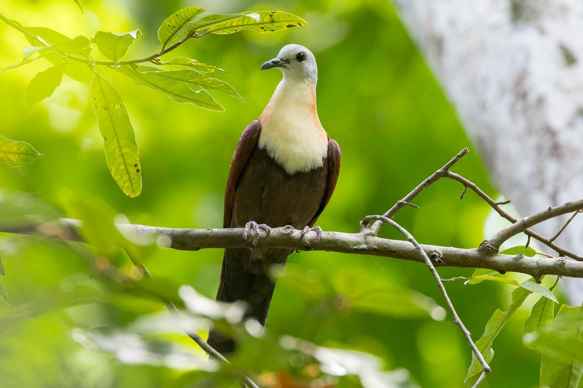 Wetar Ground Dove - ML620229412