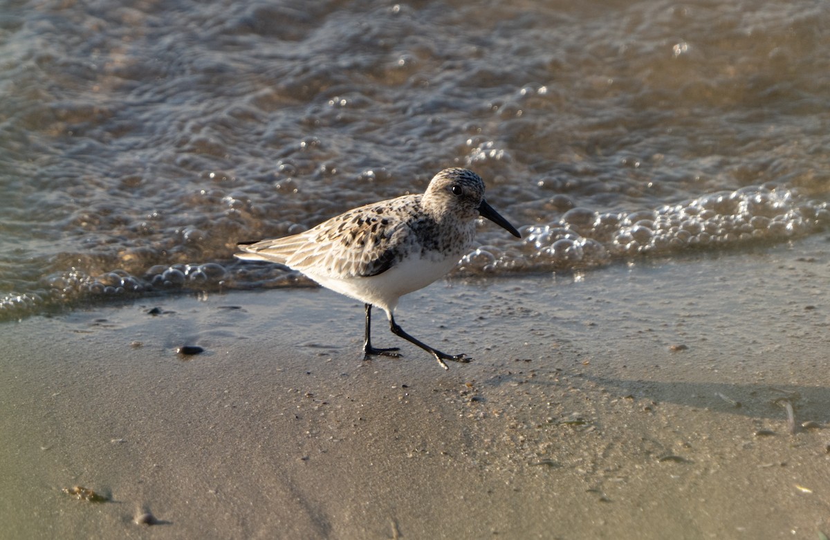 Bécasseau sanderling - ML620229413