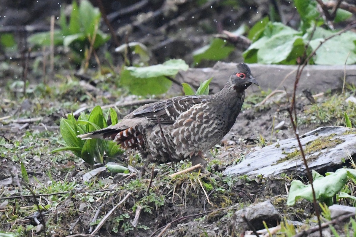 Chestnut-throated Monal-Partridge - ML620229420