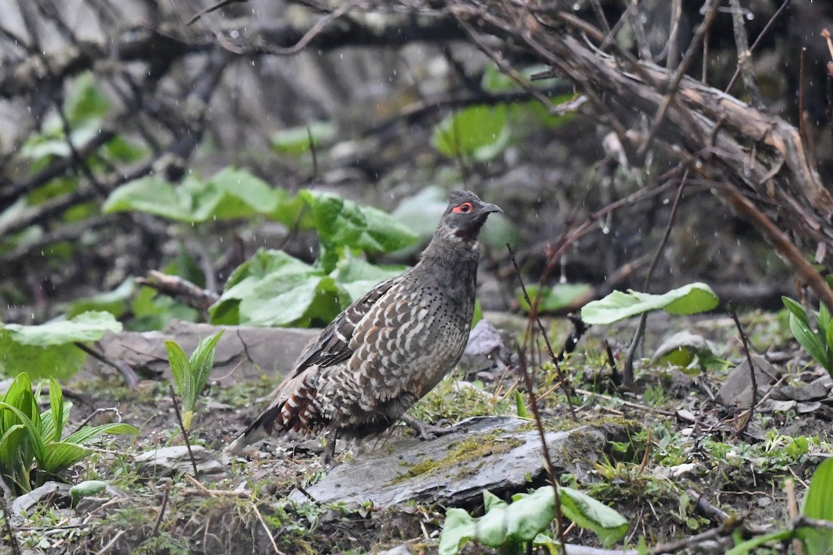 Chestnut-throated Monal-Partridge - ML620229421